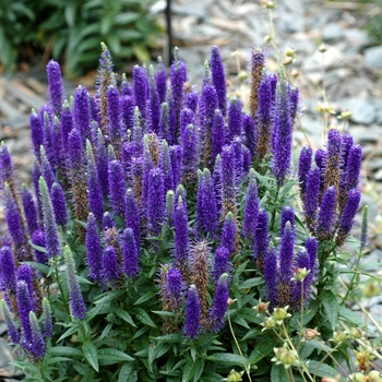 Veronica spicata 'Princess Feathers' 