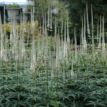 Veronicastrum virginicum 'Album' 