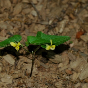 Viola hastata