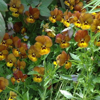 Viola 'Irish Molly' 