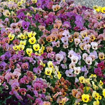 Viola x wittrockiana 'Pandora's Box' 