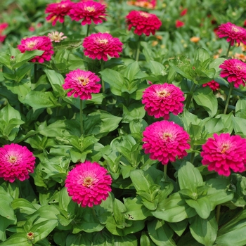 Zinnia elegans 'Uproar™ Rose'