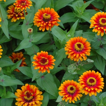 Zinnia elegans 'Yellow Flame' 