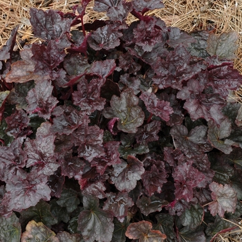 Heuchera 'Chocolate Veil' 