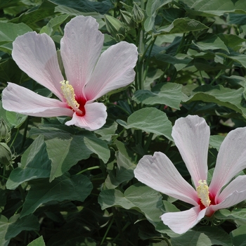 Hibiscus grandiflorus