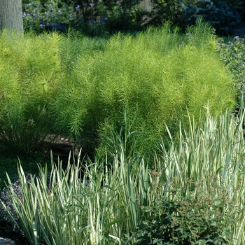 Iris pallida 'Variegata' 