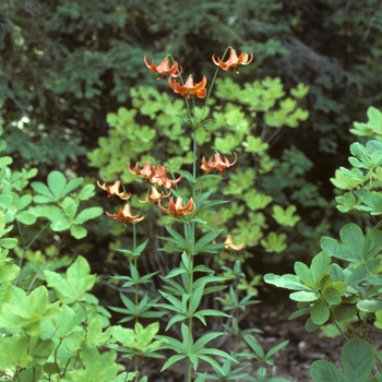 Lilium canadense