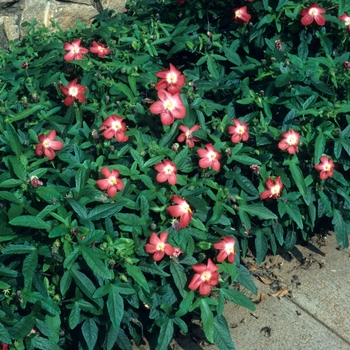 Abelmoschus moschatus 'Pacific Red' 