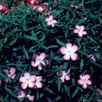 Abelmoschus moschatus 'Pacific Pink'