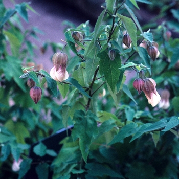 Abutilon 'Melon Delight'