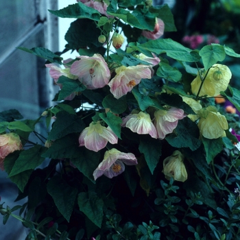 Abutilon Bella 'Yellow'