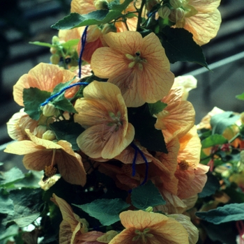 Abutilon 'Peach'