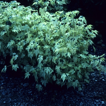 Abutilon 'Savitzii' 