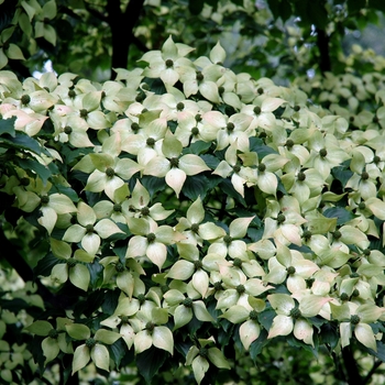 Cornus kousa 'Summer Stars' 