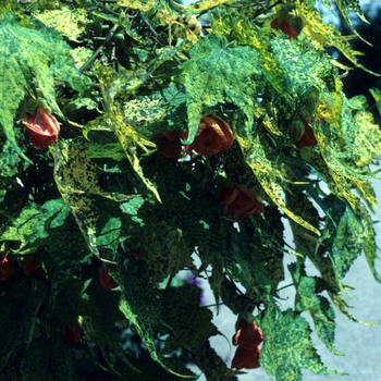 Abutilon pictum 'Aureo-maculata'