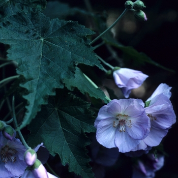 Abutilon x suntense