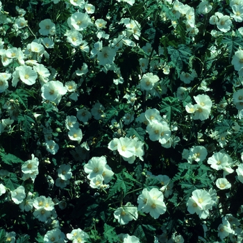 Abutilon x suntense 'White Charm' 