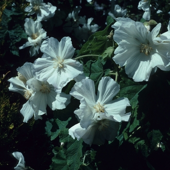 Abutilon vitifolium 'Alba' 