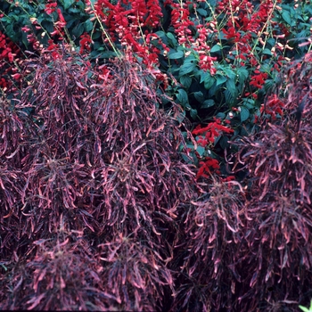 Acalypha godseffiana 'Heterophylla' 