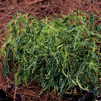 Acalypha godseffiana 'Variegata'