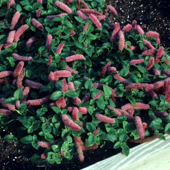 Acalypha hispida 'Summer Love'