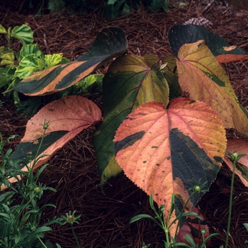 Acalypha wilkesiana 'Big Leaf'