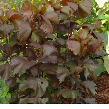 Acalypha wilkesiana 'Haleakala'