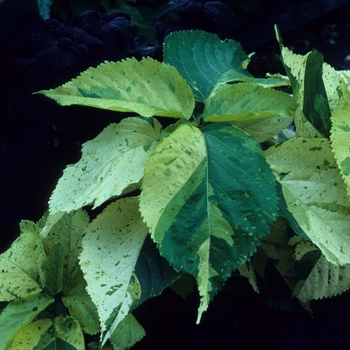 Acalypha wilkesiana 'Kona Coast'