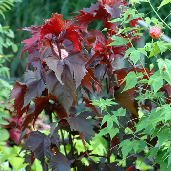 Acalypha wilkesiana 'Raggedy Ann' 