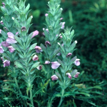 Acanthus dioscoridis