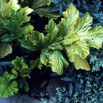 Acanthus mollis 'Hollard's Gold'