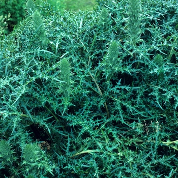 Acanthus spinosus 'Var. spinosissimus' 