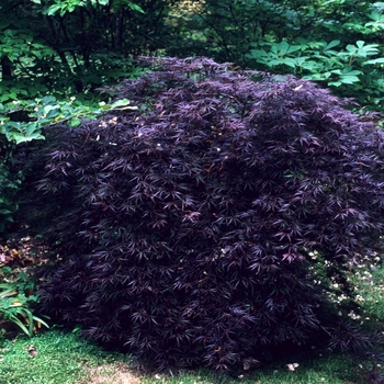 Acer palmatum var. dissectum 'Crimson Queen' 