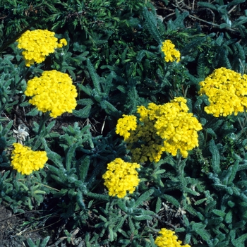 Achillea chrysocoma 