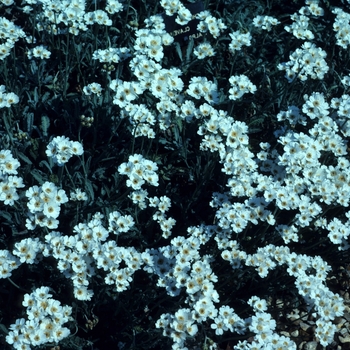 Achillea clavannae 