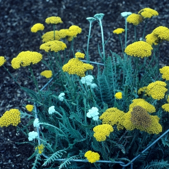 Achillea 'Schwellenburg'