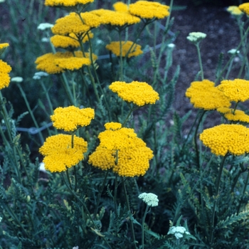 Achillea filipendulina 'Altgold'