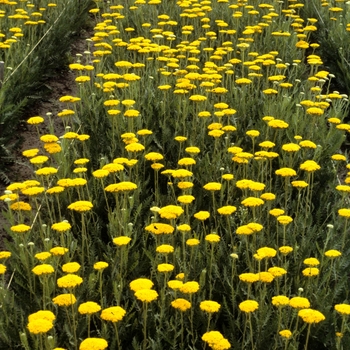 Achillea filipendulina