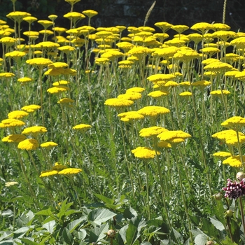 Achillea filipendulina 'Gold Plate'