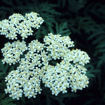 Achillea grandifolia 