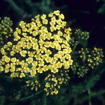 Achillea millefolium 'Hoffnung'