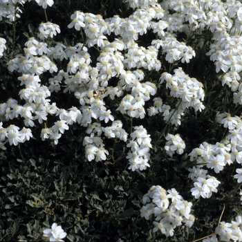 Achillea x huteri 