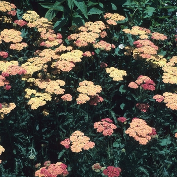 Achillea 'Everett Setton'