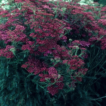 Achillea 'Bloodstone' 