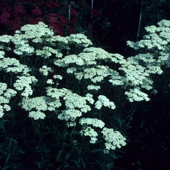 Achillea millefolium 'Christel'