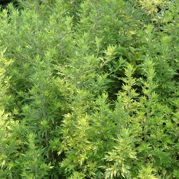 Artemisia vulgaris 'Oriental Limelight' 