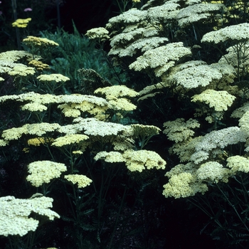 Achillea filipendulina 'Credo'