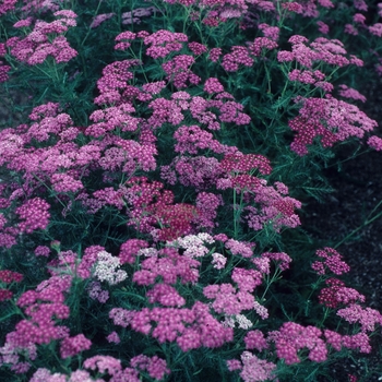 Achillea 'Croftway' 