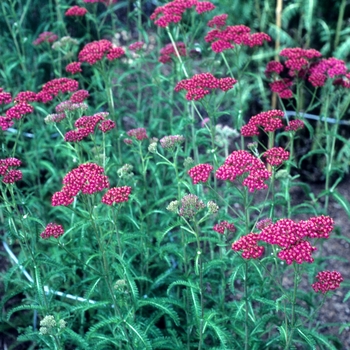 Achillea 'Fammetriese' 