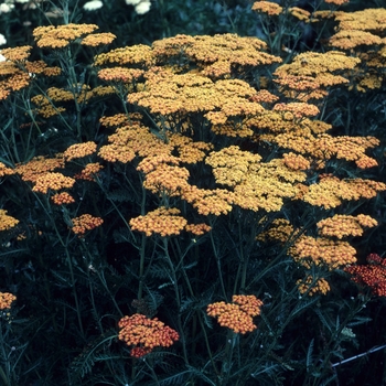 Achillea millefolium 'Fireland'